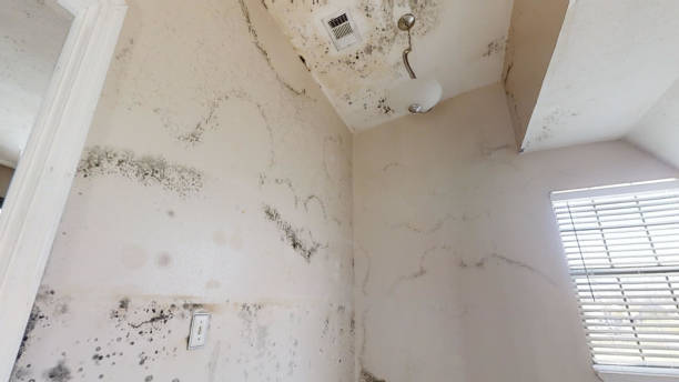Best Mold Remediation for Healthcare Facilities  in Draper, UT