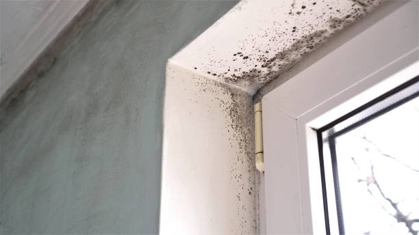 Best Asbestos and Lead Testing During Mold Inspection  in Draper, UT
