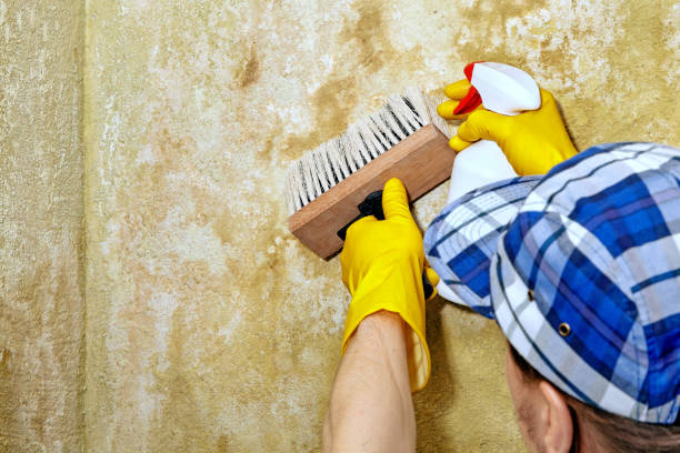  Draper, UT Mold Removal Pros