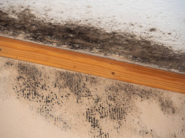 Best Mold Documentation for Insurance Claims  in Draper, UT