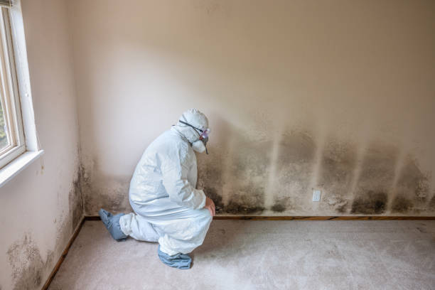 Best Crawl Space Mold Remediation  in Draper, UT
