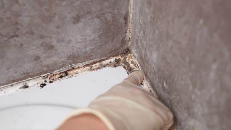 Mold Remediation for Rental Properties in Draper, UT